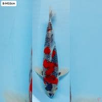 Kage Showa Male 33cm