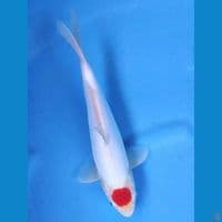 TANCHO KOHAKU DOITSU MURNI 27 CM MALE