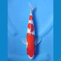 KOHAKU GINRIN 28 CM MALE
