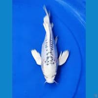 Short Body Butterfly Kawarimoyomono 27 cm