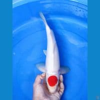 37 cm male. tancho kohaku