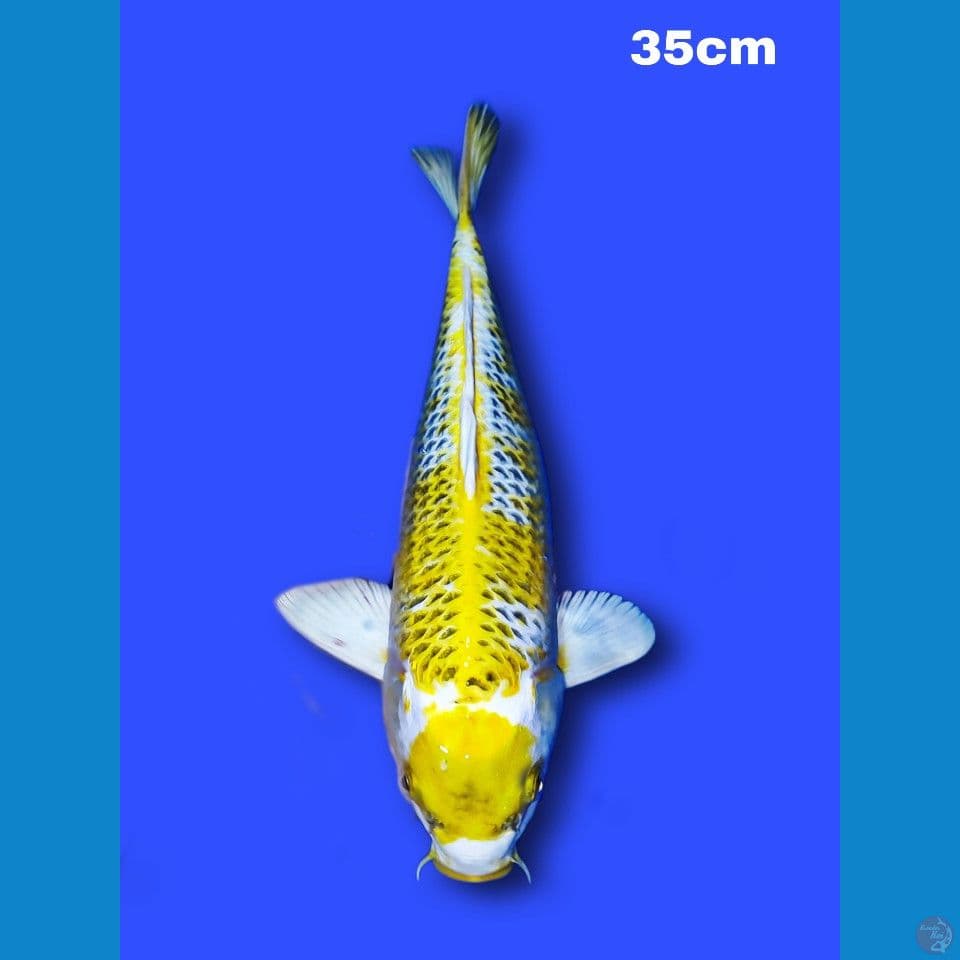 Maruten Kin Kujaku 36 cm. 