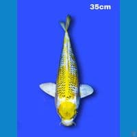 Maruten Kin Kujaku 36 cm. 