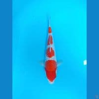 kohaku 30cm