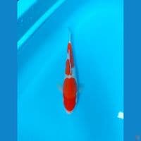 kohaku 32cm