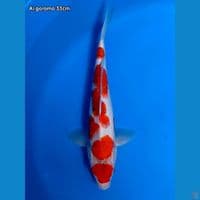 ai goromo 33cm