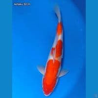 kohaku 32cm
