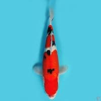 Taiso sanke 25 cm HQ