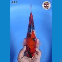 Showa Original 28cm Betina 