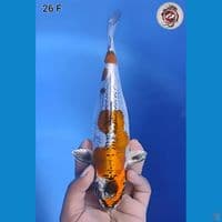 Kiko Original 26cm Betina (Sirip Ekor Sedikit Kurang Simetris)