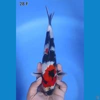 Showa Original Mantap 28cm Betina 