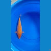 F 35CM MANGGO BULKY