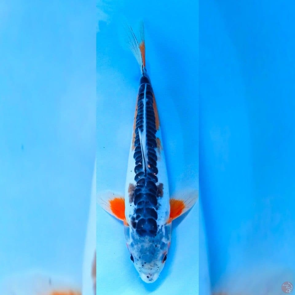 Sushui