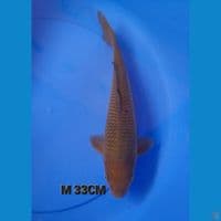 M 33CM CHAGOI