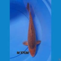 M 37CM KARAMEL
