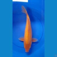 M 42CM RED KARASI
