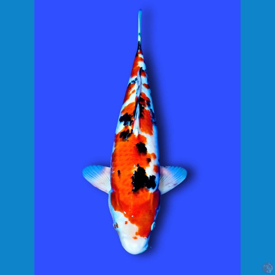 43 cm male. 