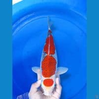 38 cm Good Quality Goshiki