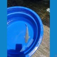 Soragoi Khusnul Bakat Jumbo Male 30cm™
