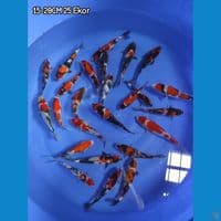 PAKET SHOWA 15-20CM 25 EKOR CUTKER ( BREED MBAH MANGIL) 