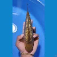 CARAMEL GINRIN MUNUK 25CM 