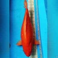 BIG BENIGOII 65CM