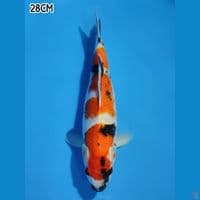 SANDAN SHOWA 28CM