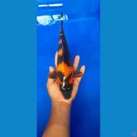 hi utsuri 30 cm