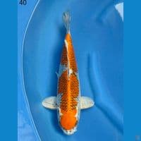 42cm Super Kujaku male