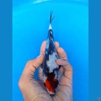 tancho showa 18cm