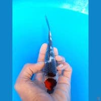 tancho showa 17cm