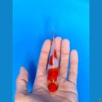 kumpay 16cm