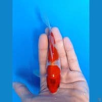 kumpay 16cm