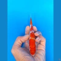 kohaku 14cm
