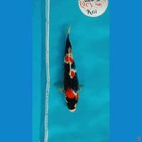 Showa 29cm