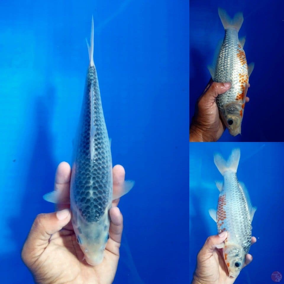 ASAGI 27CM