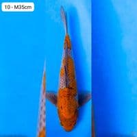 Ochiba M35cm