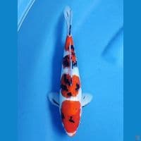Sanke 23 cm