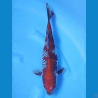 OCHIBA 30 CM