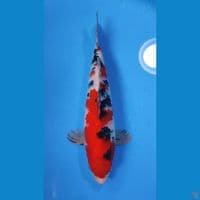 SANKE RED STRONG 30CM - MALE 