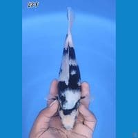 Shiro Original 23cm Betina 