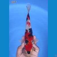 Showa Original 27cm Betina 