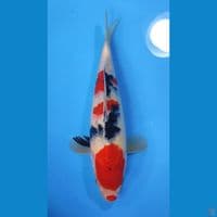 SANKE 27CM - MALE 