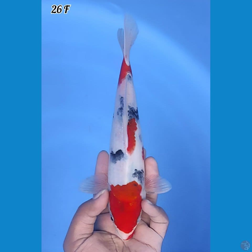 Showa Tategoi Original Mantap 26cm Betina