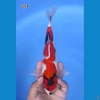 Showa Inazuma Original 25cm Betina 