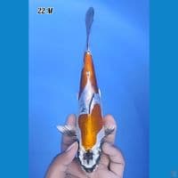 Kiko 2 Step Original 22cm Jantan (Sirip Kecil Sebelah)