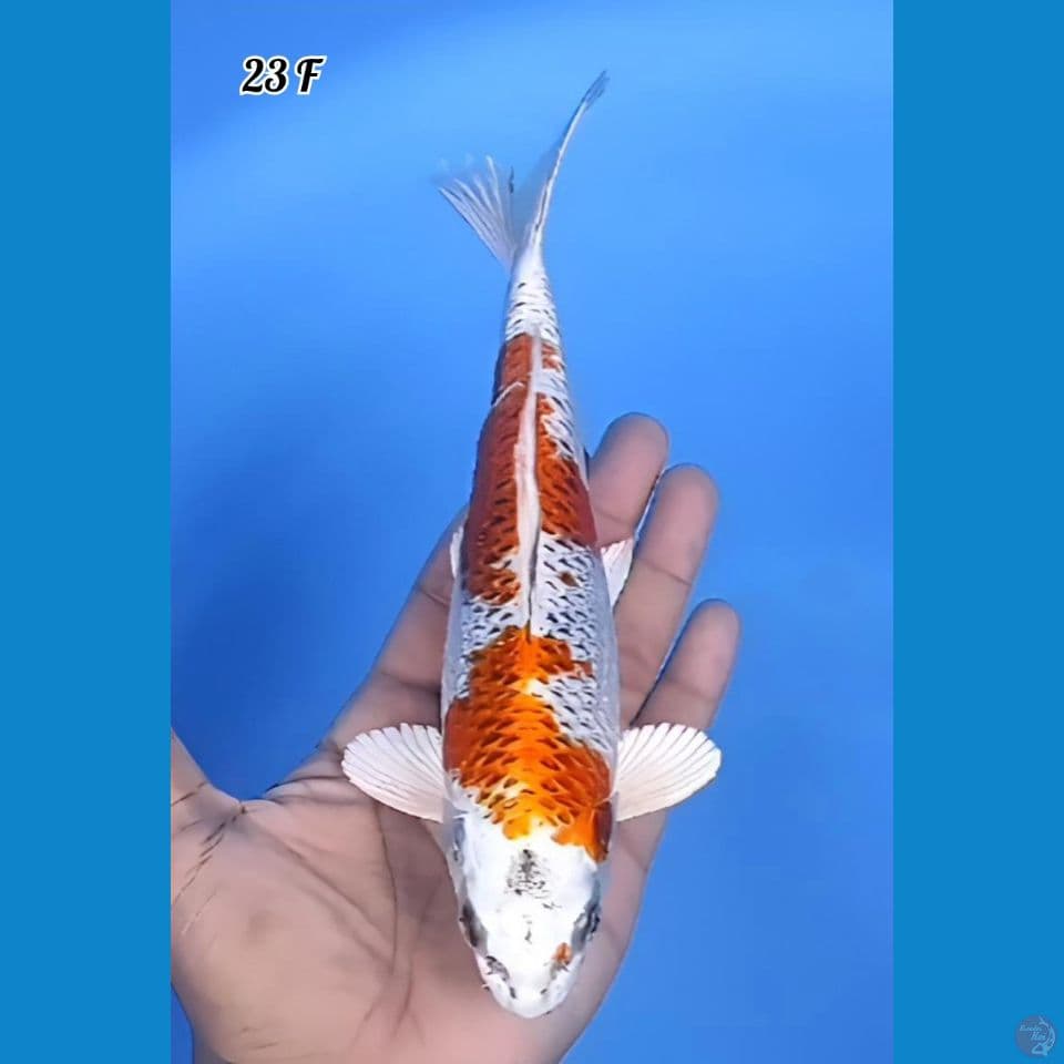 Kujaku Full Hikari 23cm Betina