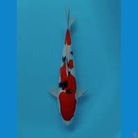 SANKE 32 CM 