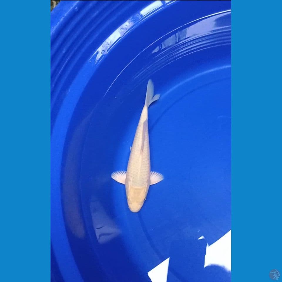 Soramel Good Fukurin Madina Azis Male 22cm™