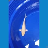 Soramel Good Fukurin Madina Azis Male 22cm™